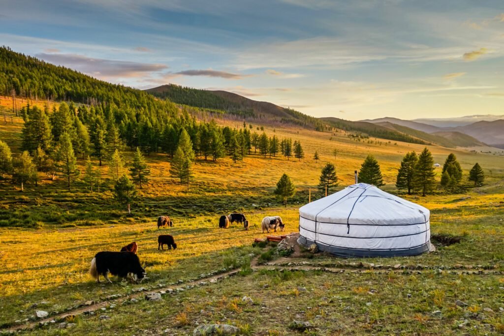 Mongolian landscape featuring a traditional yurt and grazing cattle against a backdrop of rolling hills and pine trees during sunset.