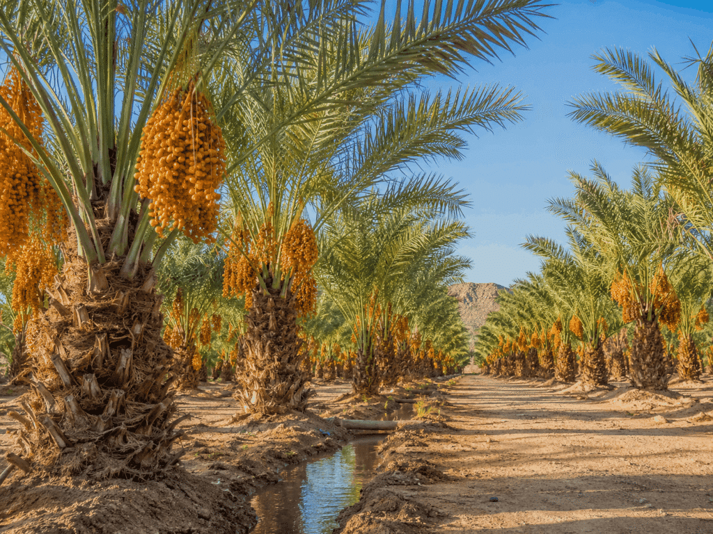 Madina dates