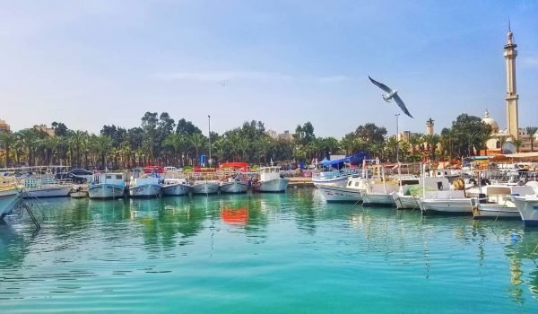 Scenic view of a marina with colorful boats docked in clear turquoise water, surrounded by palm trees and a clear blue sky. A seagull flies overhead, adding to the tranquil coastal atmosphere.