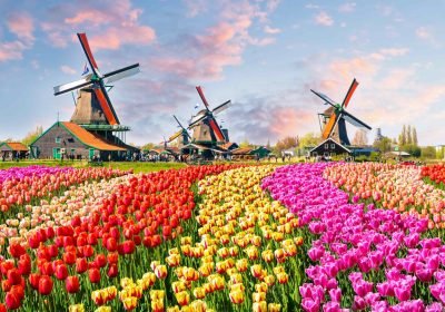 Colorful tulip fields in bloom with traditional Dutch windmills under a vibrant sky at sunset, showcasing a picturesque spring landscape in the Netherlands.