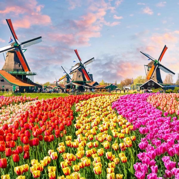 Colorful tulip fields in bloom with traditional Dutch windmills under a vibrant sky at sunset, showcasing a picturesque spring landscape in the Netherlands.